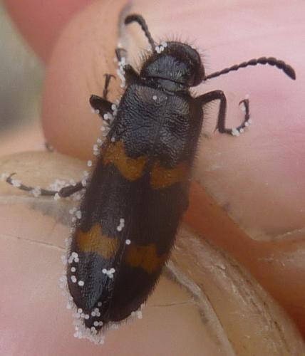 Réf. 173 004 : Mylabris variabilis
