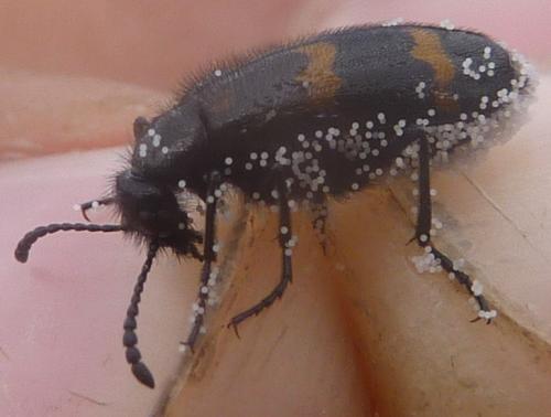 Réf. 173 005 : Mylabris variabilis