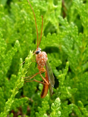 Ophion obscuratus
