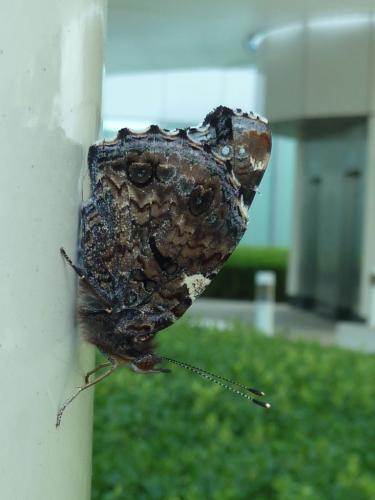 Vanessa atalanta