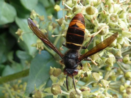 Vespa velutina