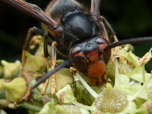 Vespa velutina