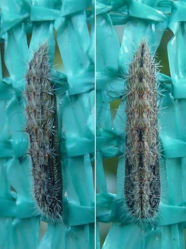 Emmelina monodactyla