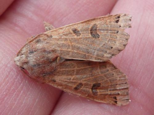 Agrochola lunosa