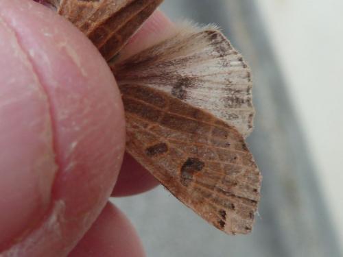 Agrochola lunosa