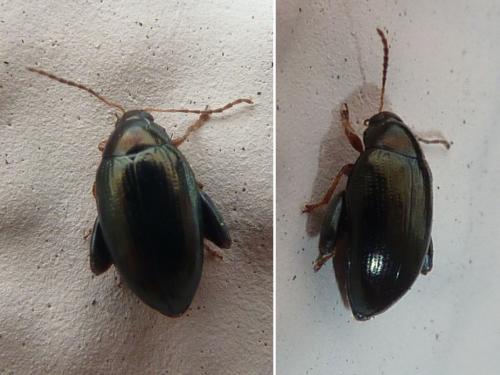 Réf. 173 578 : Psylliodes sp.