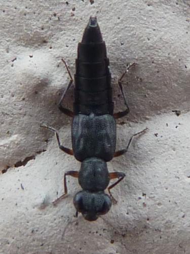 Réf. 173 585 : Stenus sp.
