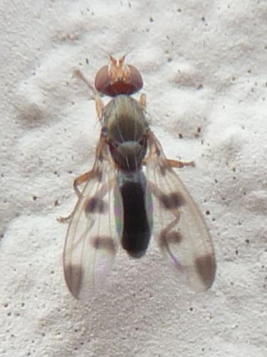 Réf. 173 582 : Geomyza tripunctata