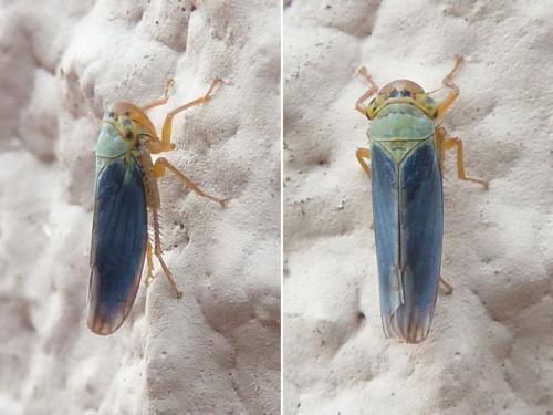 Réf. 173 648 : Cicadella viridis
