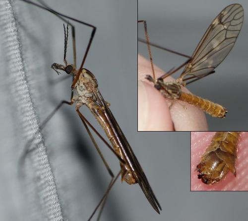 Tipula obsoleta
