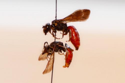 Réf. 173 507 : Sphecodes albilabris
