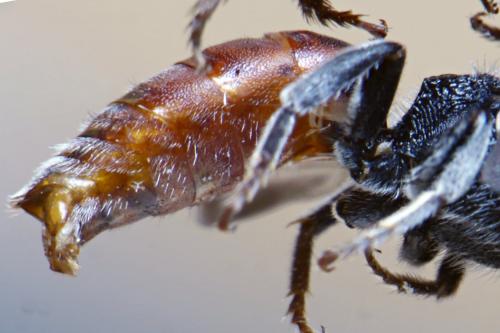 Sphecodes albilabris