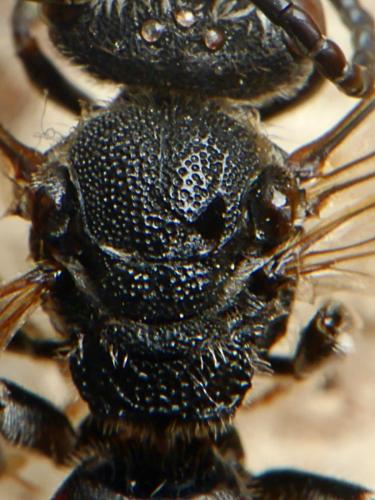 Réf. 173 570 : Sphecodes albilabris