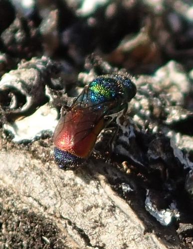 Réf. 173 411 : Chrysis sp.