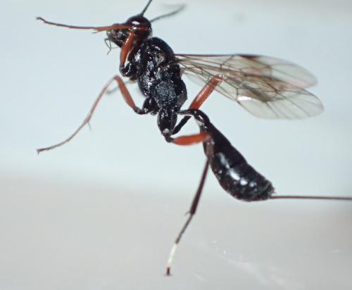 Stenarella domator