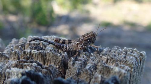 Calliptamus sp.