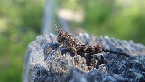 Calliptamus sp.