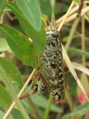 Calliptamus sp.