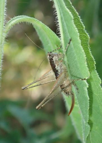 Yersinella raymondii