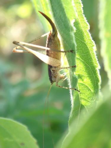 Réf. 173 431 : Yersinella raymondii