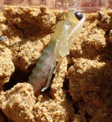 Réf. 173 077 : Emphytus rufocinctus