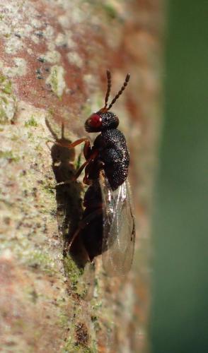 Réf. 173 079 : Eurytominae inconnu