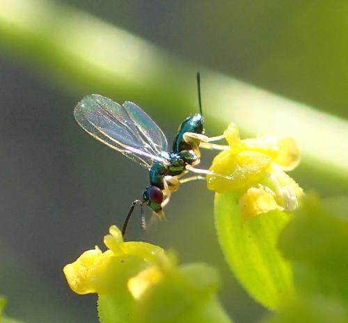Torymus sp.