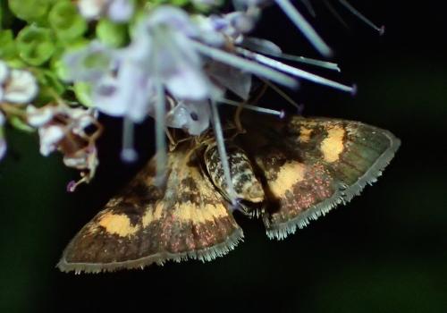Réf. 173 385 : Pyrausta aurata