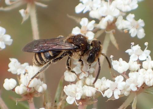 Réf. 173 630 : Andrena colletiformis