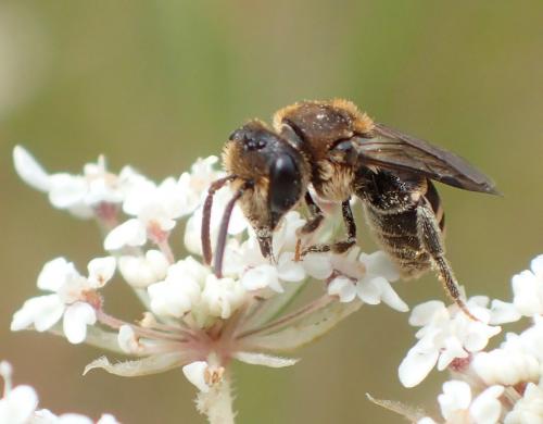 Andrena colletiformis
