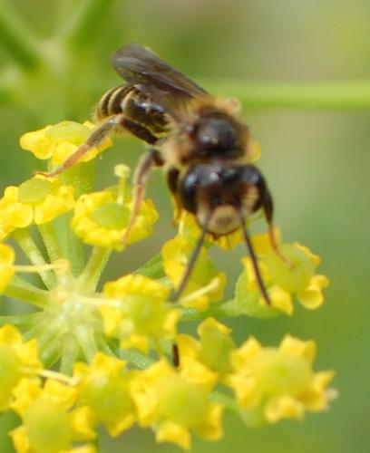 Andrena sp.