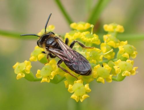 Andrena sp.