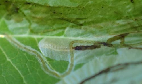 Caloptilia cuculipennella