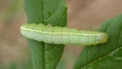 Réf. 173 034 : Craniophora ligustri