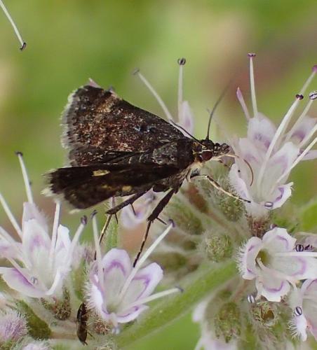 Réf. 173 389 : Heliothela wulfeniana