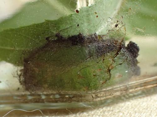 Réf. 173 036 : Craniophora ligustri
