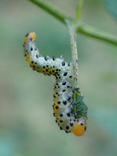 Arge ochropus