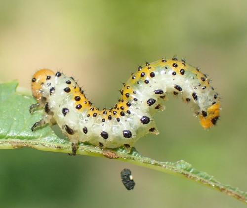 Arge ochropus