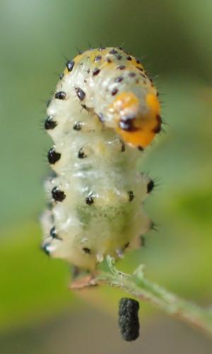 Arge ochropus