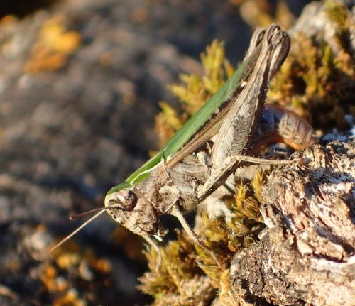 Réf. 173 781 : Omocestus rufipes