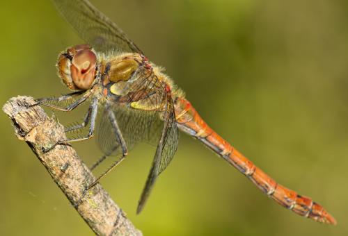 Sympetrum striolatum