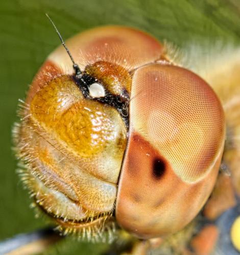 Réf. 173 633 : Sympetrum striolatum