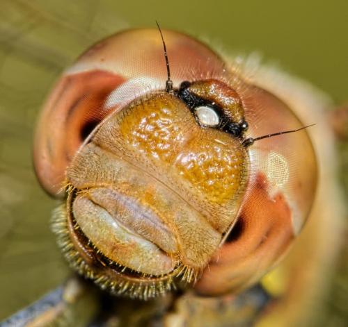 Sympetrum striolatum