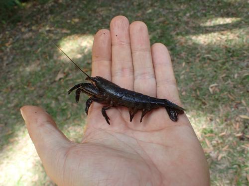 Atyopsis spinipes