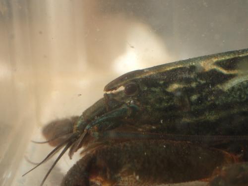 Atyopsis spinipes