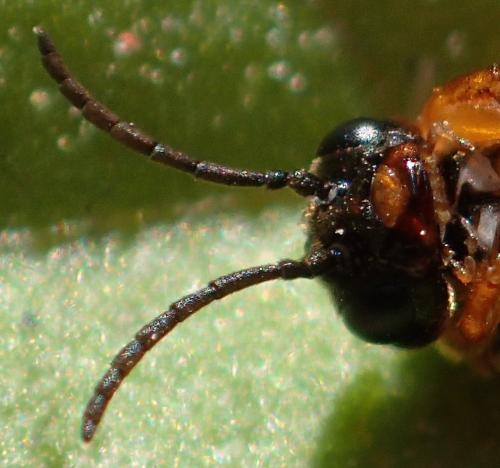 Monostegia abdominalis