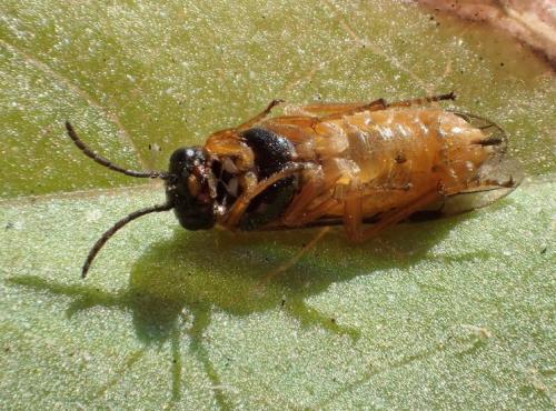 Monostegia abdominalis