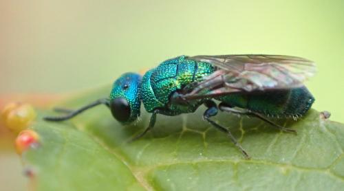 Trichrysis cyanea