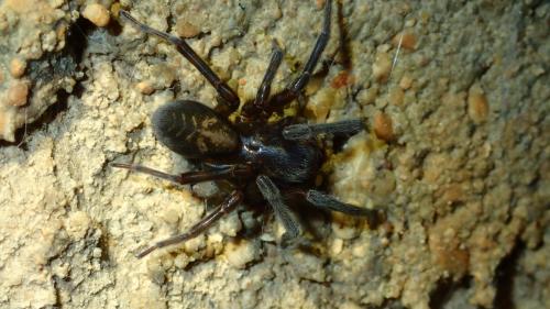 Amaurobius ferox