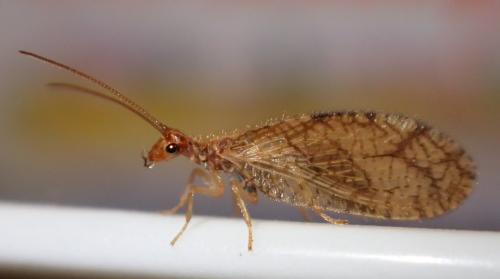 Micromus angulatus